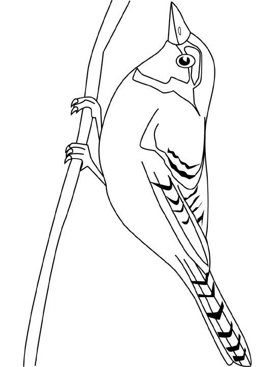 Dibujo para colorear: Aves (Animales) #12063 - Dibujos para colorear