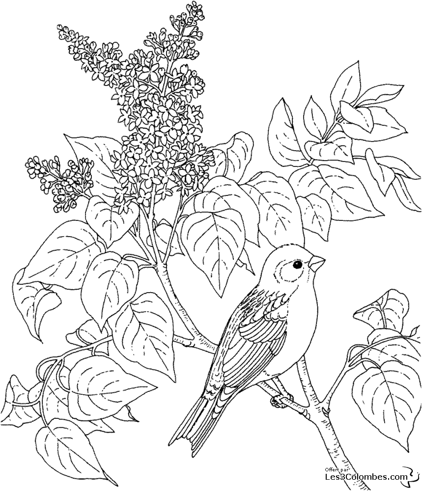Dibujo para colorear: Aves (Animales) #12066 - Dibujos para Colorear e Imprimir Gratis