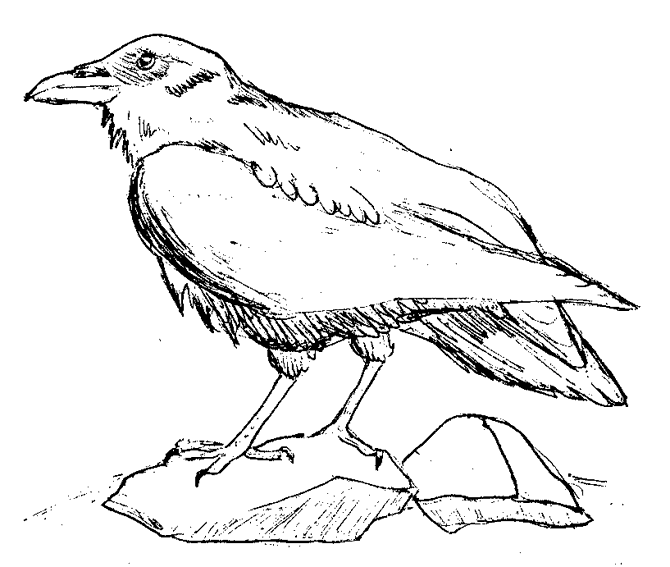 Dibujo para colorear: Aves (Animales) #12079 - Dibujos para Colorear e Imprimir Gratis