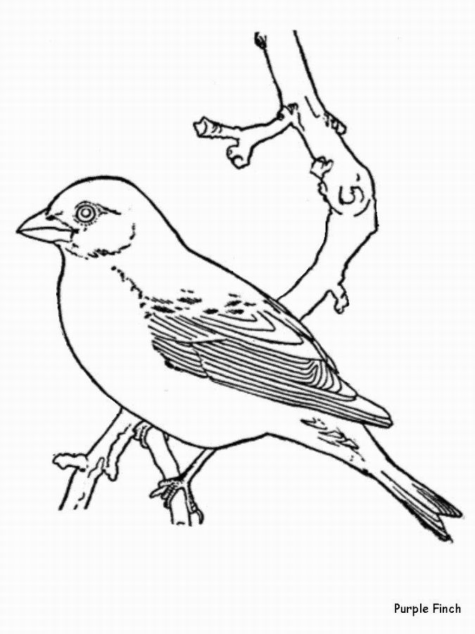Dibujo para colorear: Aves (Animales) #12090 - Dibujos para colorear y pintar