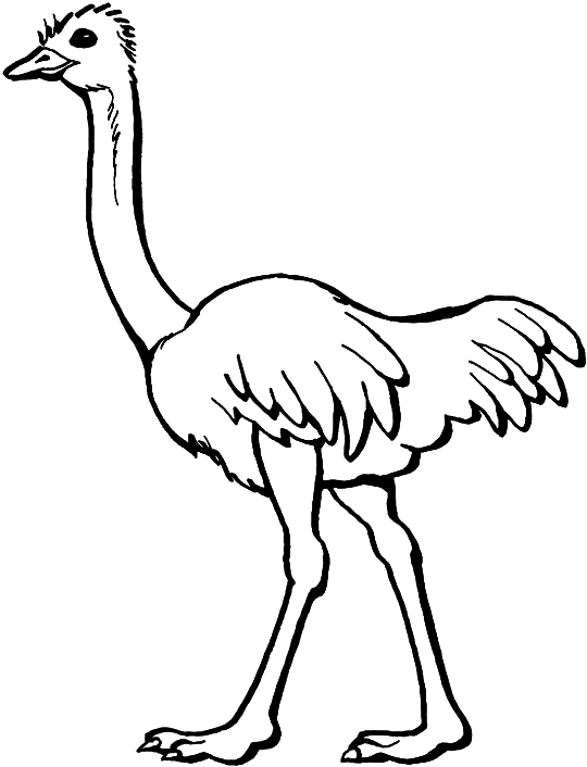 Dibujo para colorear: Avestruz (Animales) #675 - Dibujos para Colorear e Imprimir Gratis