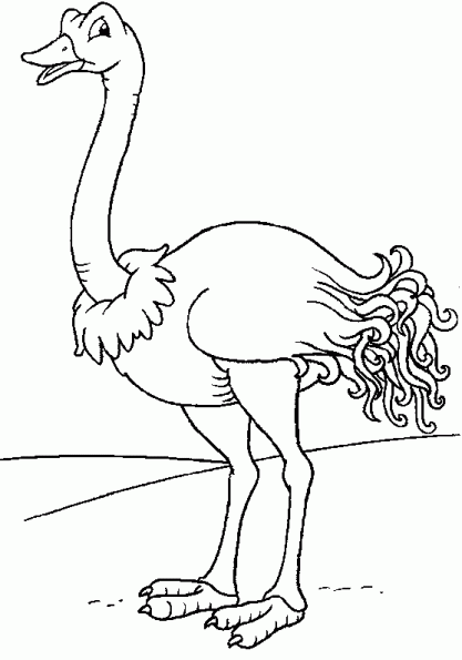 Dibujo para colorear: Avestruz (Animales) #677 - Dibujos para colorear