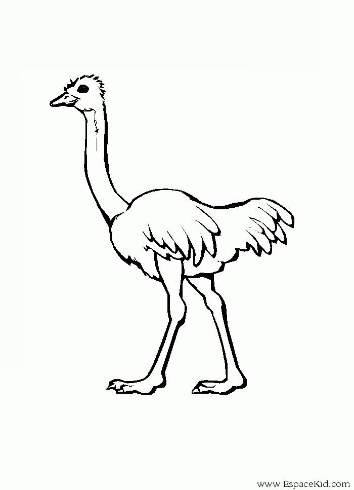 Dibujo para colorear: Avestruz (Animales) #678 - Dibujos para colorear