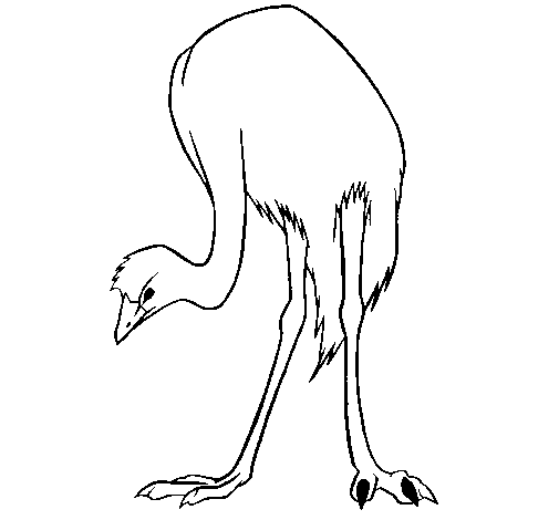 Dibujo para colorear: Avestruz (Animales) #681 - Dibujos para Colorear e Imprimir Gratis