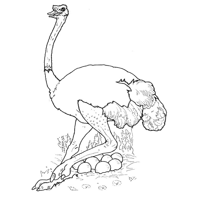 Dibujo para colorear: Avestruz (Animales) #694 - Dibujos para colorear