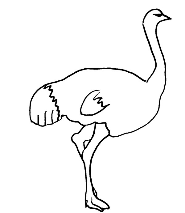 Dibujo para colorear: Avestruz (Animales) #701 - Dibujos para Colorear e Imprimir Gratis