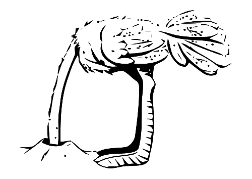 Dibujo para colorear: Avestruz (Animales) #748 - Dibujos para colorear