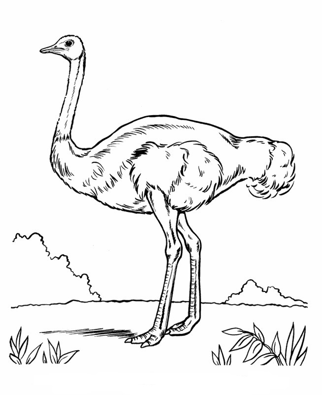 Dibujo para colorear: Avestruz (Animales) #752 - Dibujos para Colorear e Imprimir Gratis