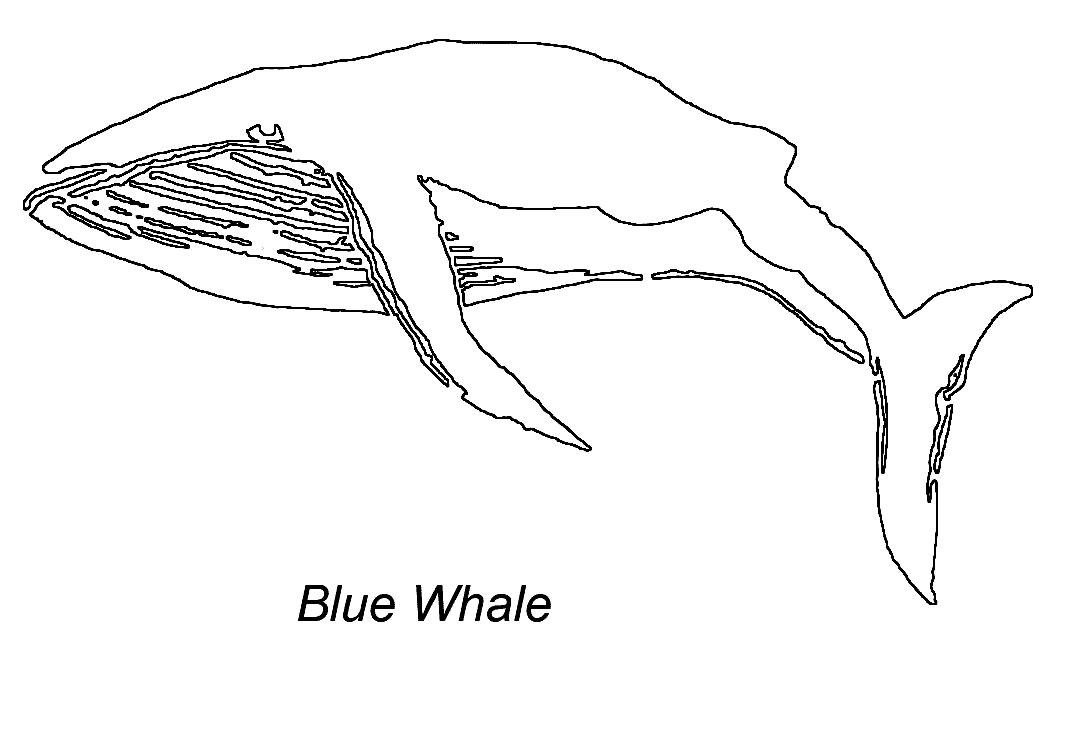 Dibujo para colorear: Ballena (Animales) #963 - Dibujos para Colorear e Imprimir Gratis