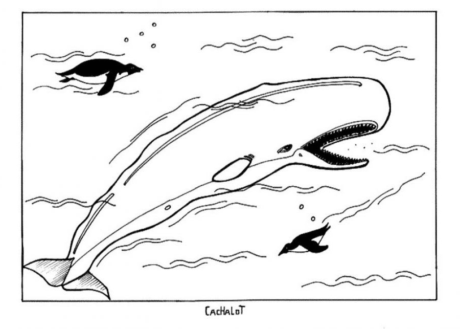 Dibujo para colorear: Beluga (Animales) #1046 - Dibujos para Colorear e Imprimir Gratis