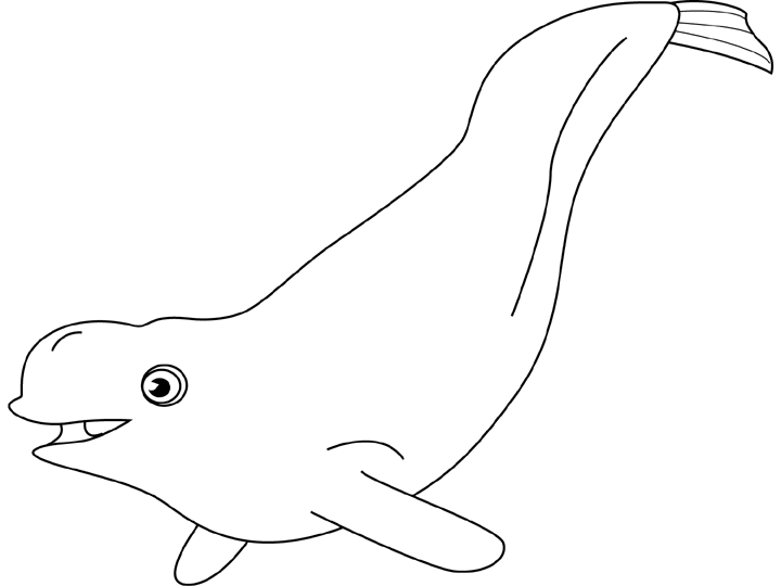 Dibujo para colorear: Beluga (Animales) #1049 - Dibujos para Colorear e Imprimir Gratis