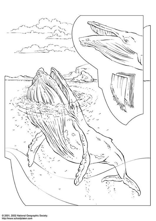 Dibujo para colorear: Beluga (Animales) #1052 - Dibujos para colorear