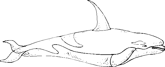 Dibujo para colorear: Beluga (Animales) #1054 - Dibujos para Colorear e Imprimir Gratis