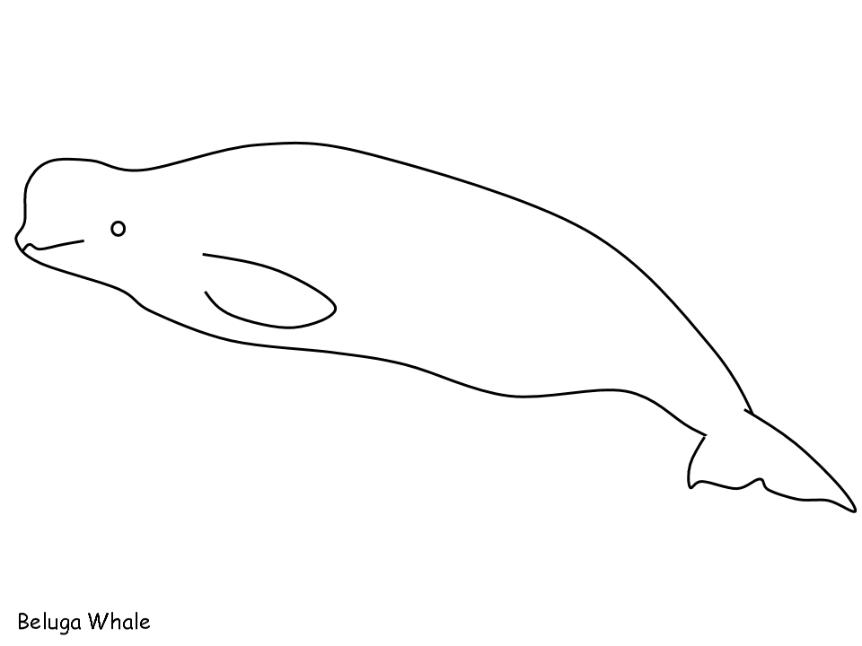 Dibujo para colorear: Beluga (Animales) #1067 - Dibujos para colorear