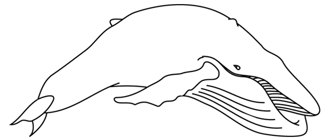 Dibujo para colorear: Beluga (Animales) #1086 - Dibujos para colorear