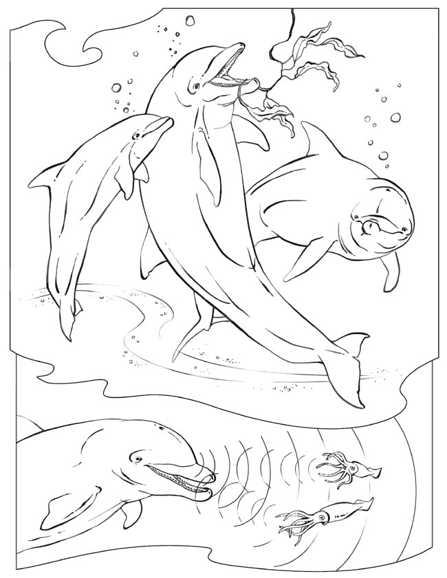 Dibujo para colorear: Beluga (Animales) #1088 - Dibujos para Colorear e Imprimir Gratis