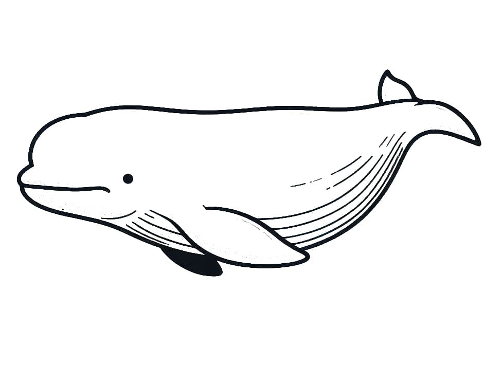 Dibujo gratuito Beluga #210350 de la coleccion Animales para imprimir Dibujo gratuito Beluga #210350 de la coleccion Animales para imprimir