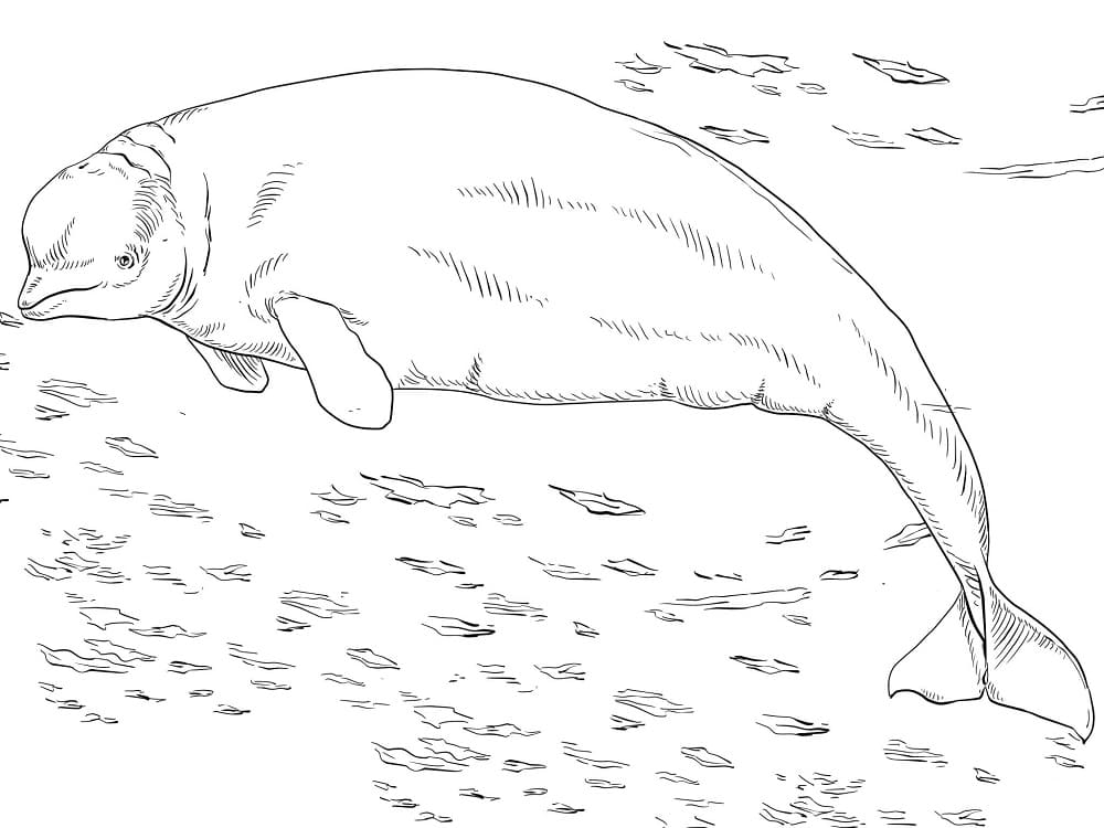 Dibujo gratuito Beluga #210355 de la coleccion Animales para imprimir Dibujo gratuito Beluga #210355 de la coleccion Animales para imprimir