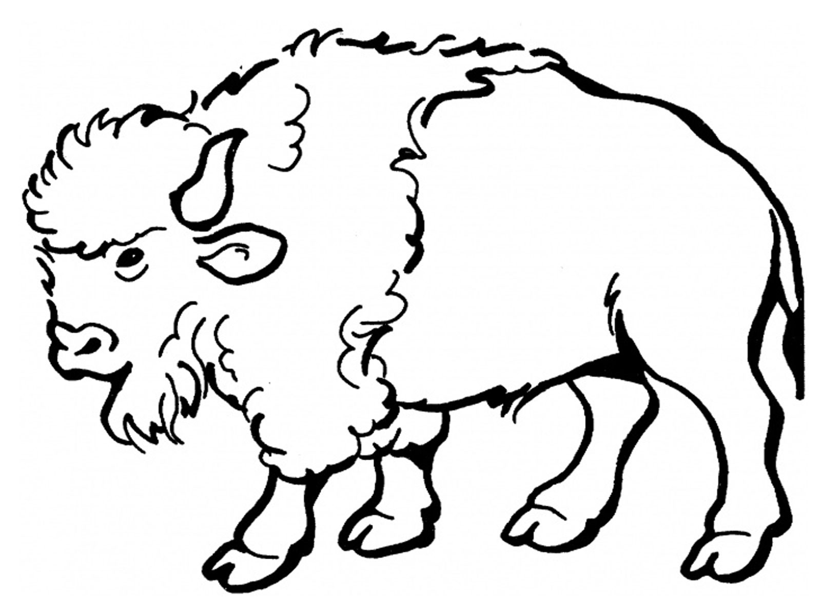 Dibujo para colorear: Bisonte (Animales) #1190 - Dibujos para colorear