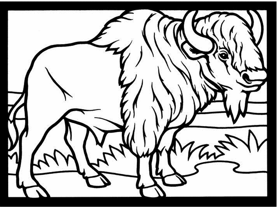 Dibujo para colorear: Bisonte (Animales) #1191 - Dibujos para colorear