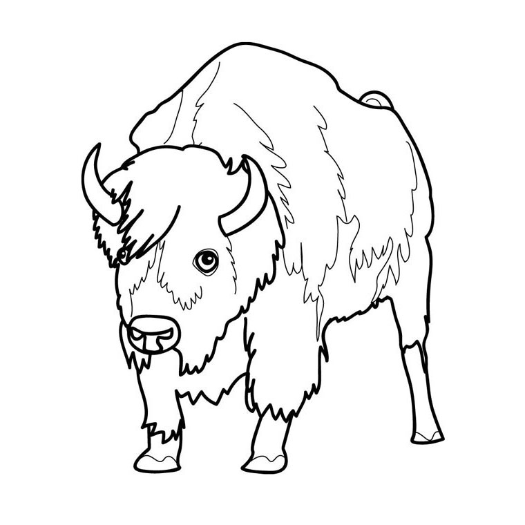 Dibujo para colorear: Bisonte (Animales) #1192 - Dibujos para colorear