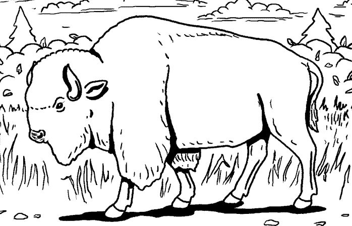 Dibujo para colorear: Bisonte (Animales) #1193 - Dibujos para Colorear e Imprimir Gratis