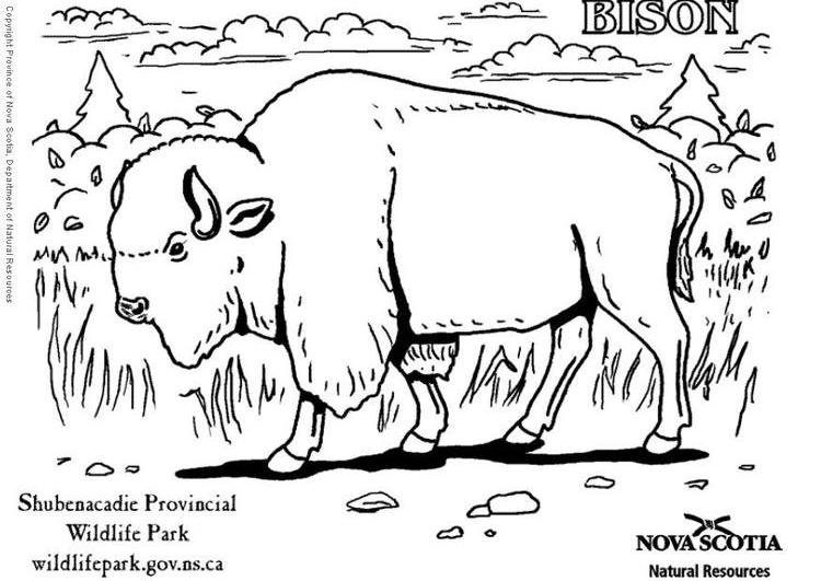 Dibujo para colorear: Bisonte (Animales) #1202 - Dibujos para Colorear e Imprimir Gratis