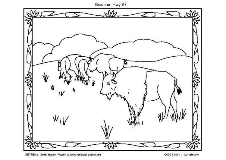 Dibujo para colorear: Bisonte (Animales) #1207 - Dibujos para Colorear e Imprimir Gratis