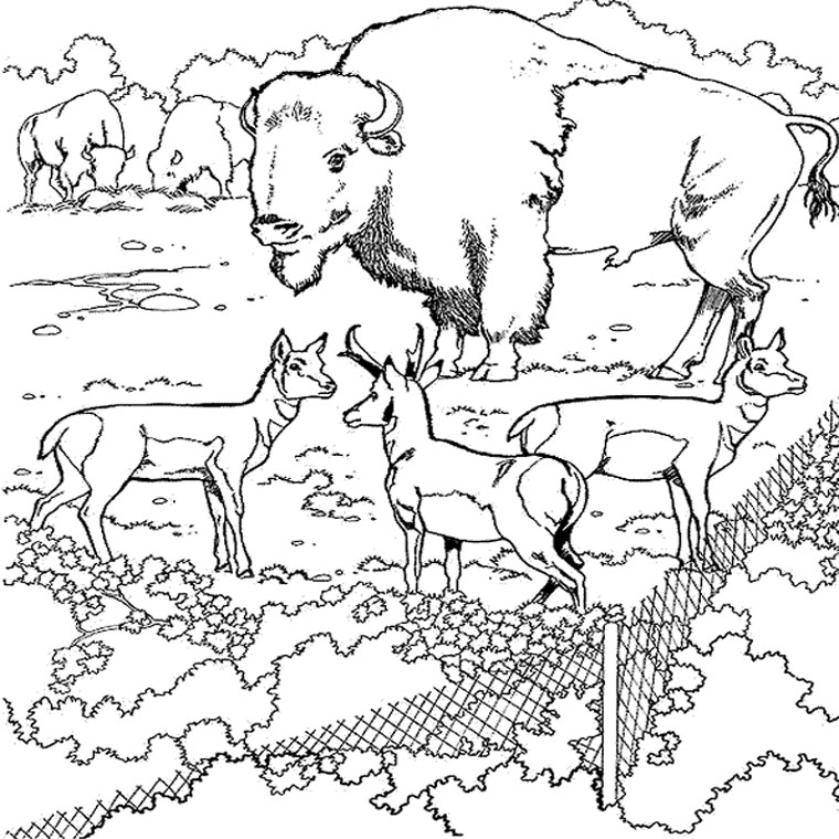 Dibujo para colorear: Bisonte (Animales) #1209 - Dibujos para colorear