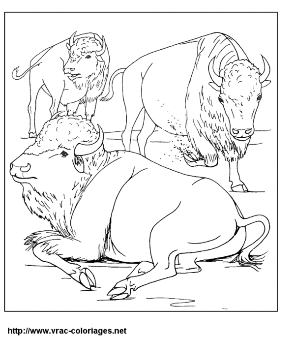 Dibujo para colorear: Bisonte (Animales) #1212 - Dibujos para Colorear e Imprimir Gratis