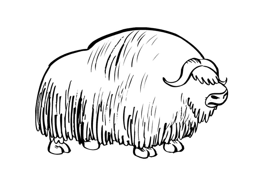Dibujo para colorear: Bisonte (Animales) #1225 - Dibujos para Colorear e Imprimir Gratis