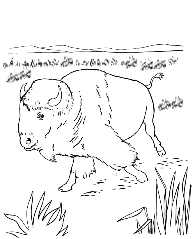 Dibujo para colorear: Bisonte (Animales) #1226 - Dibujos para colorear
