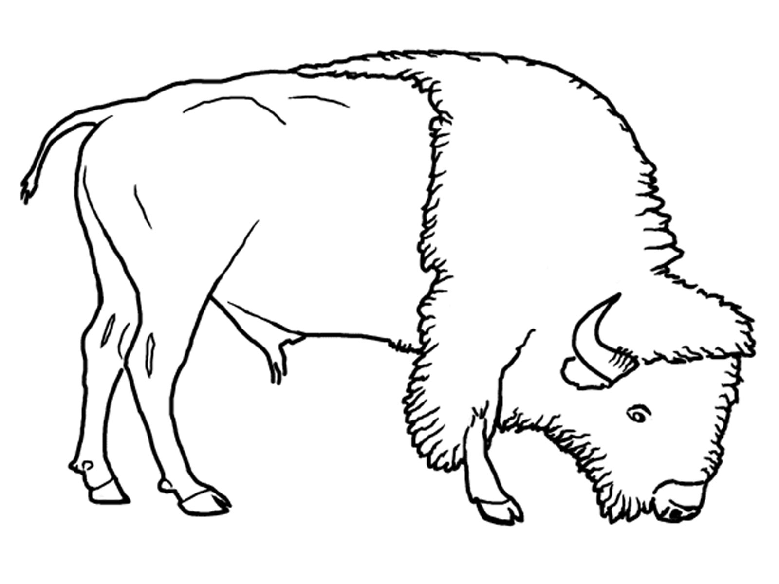 Dibujo para colorear: Bisonte (Animales) #1282 - Dibujos para colorear