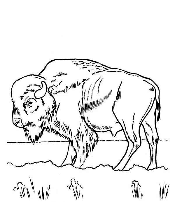 Dibujo gratuito Bisonte #205532 de la coleccion Animales para imprimir