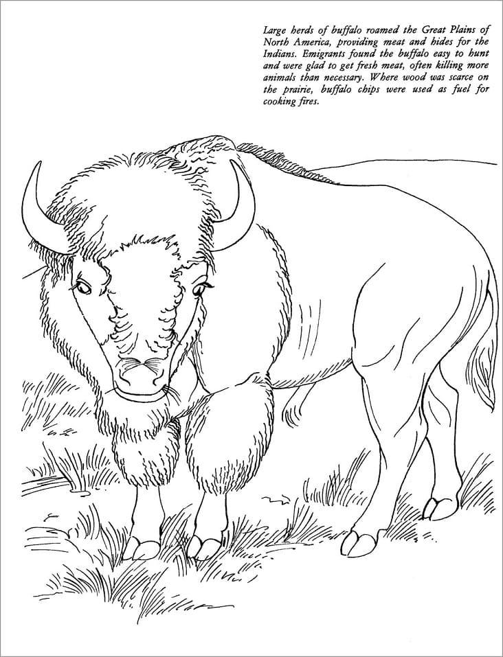 Dibujo gratuito Bisonte #205535 de la coleccion Animales para imprimir