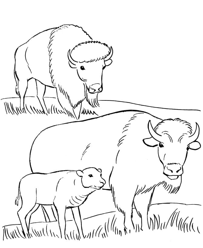 Dibujo gratuito Bisonte #205543 de la coleccion Animales para imprimir