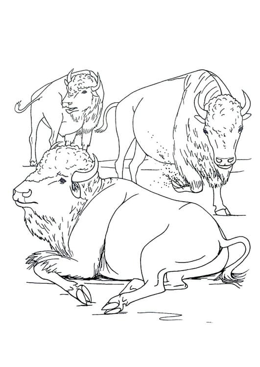 Dibujo gratuito Bisonte #205548 de la coleccion Animales para imprimir