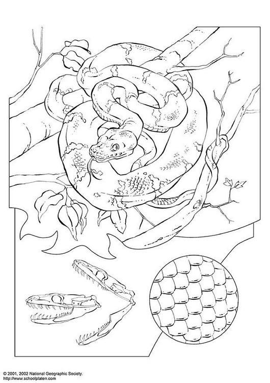 Dibujo para colorear: Boa (Animales) #1313 - Dibujos para Colorear e Imprimir Gratis
