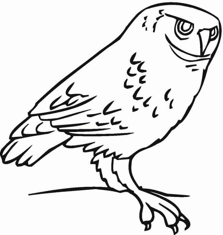 Dibujo gratuito Búho #178792 de la coleccion Animales para imprimir