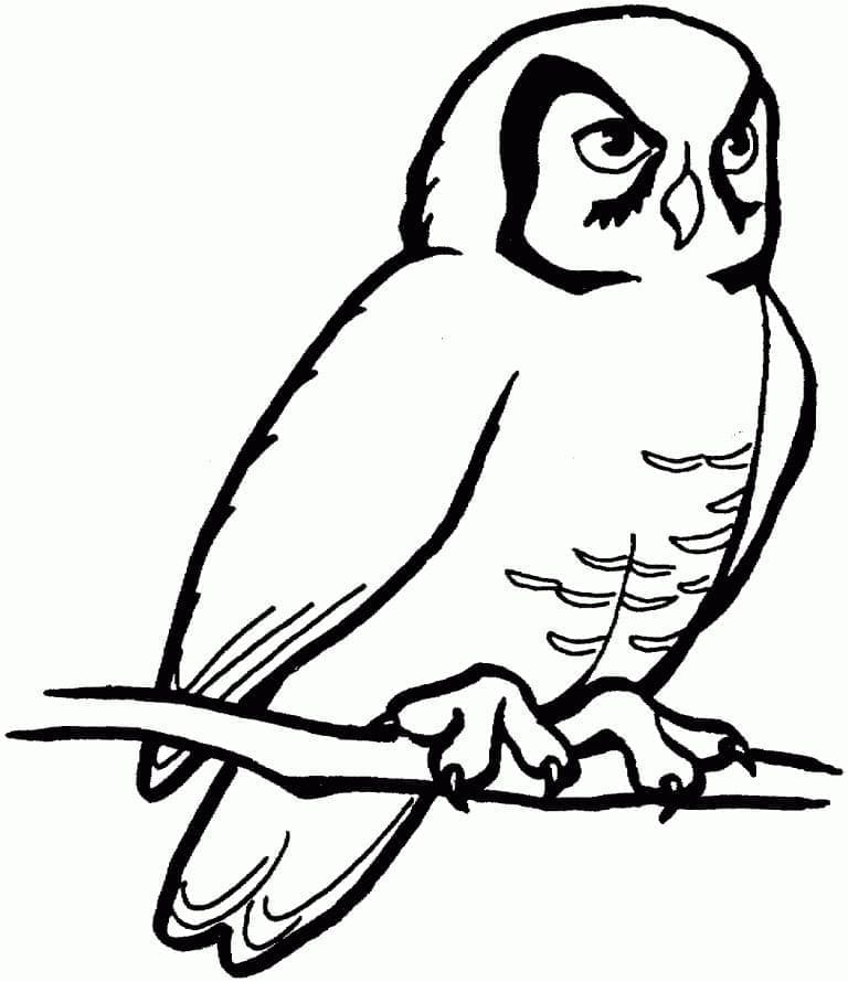 Dibujo gratuito Búho #178818 de la coleccion Animales para imprimir