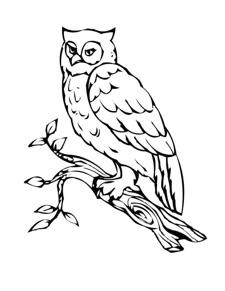 Dibujo gratuito Búho #178822 de la coleccion Animales para imprimir