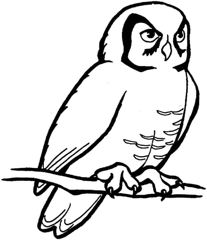 Dibujo gratuito Búho #178826 de la coleccion Animales para imprimir