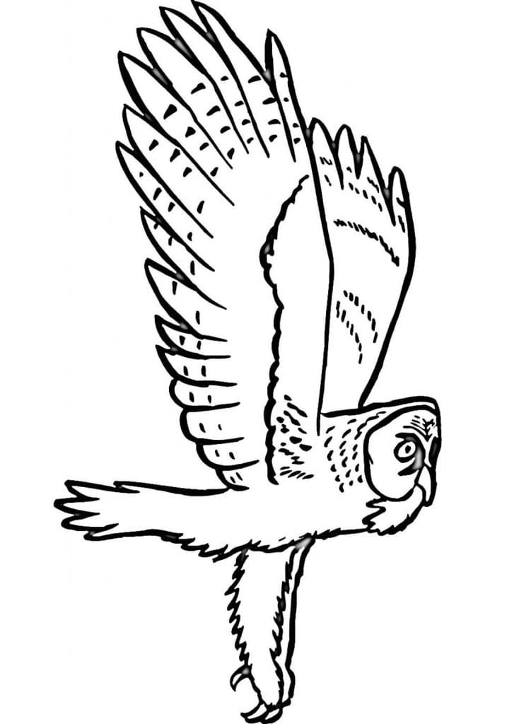Dibujo gratuito Búho #217043 de la coleccion Animales para imprimir