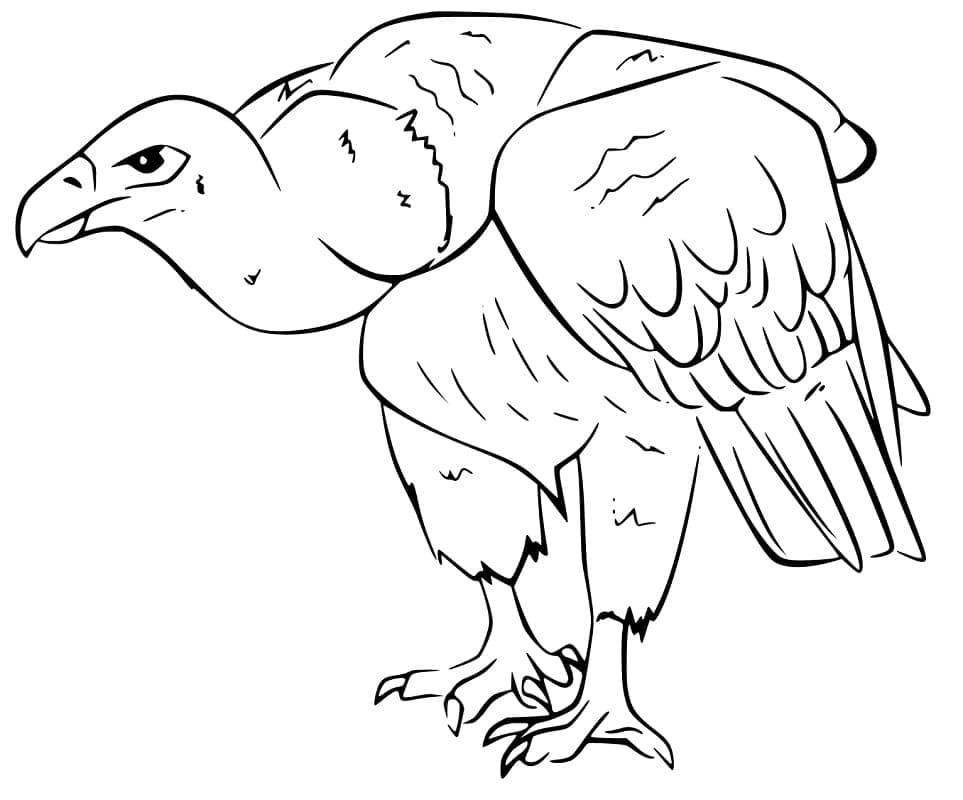 Dibujo gratuito Buitre #205313 de la coleccion Animales para imprimir