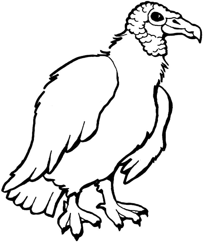 Dibujo gratuito Buitre #205340 de la coleccion Animales para imprimir