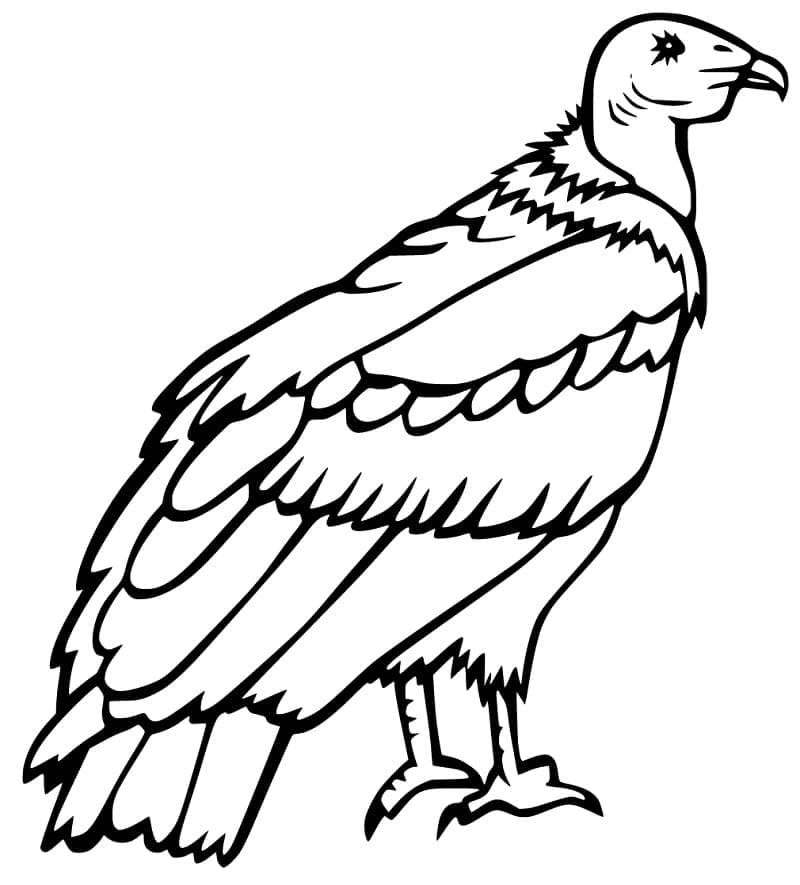 Dibujo gratuito Buitre #205343 de la coleccion Animales para imprimir