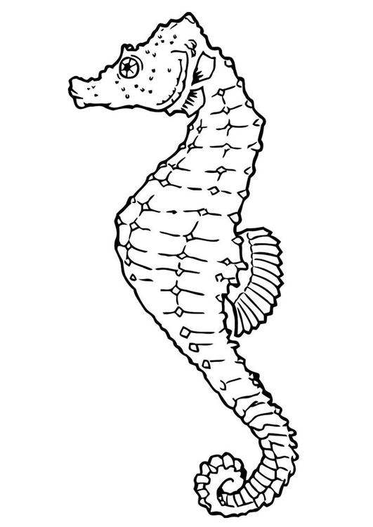 Dibujo para colorear: Caballito de mar (Animales) #18615 - Dibujos para colorear