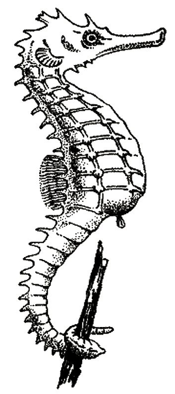 Dibujo para colorear: Caballito de mar (Animales) #18631 - Dibujos para colorear