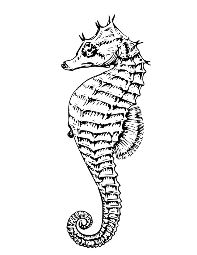 Dibujo para colorear: Caballito de mar (Animales) #18660 - Dibujos para Colorear e Imprimir Gratis