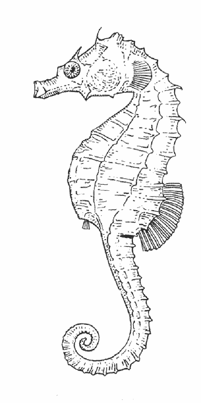 Dibujo para colorear: Caballito de mar (Animales) #18672 - Dibujos para colorear